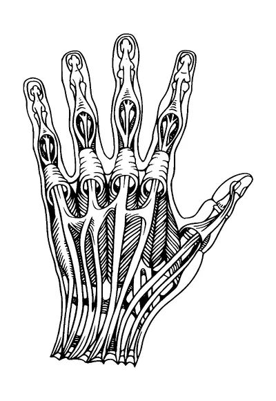 Anatomy Of Hand Tattoo Meaning, PNG and SVG