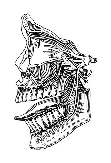 Anatomy Of Mouth Tattoo Meaning, PNG and SVG