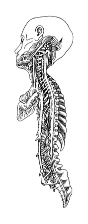 Anatomy Of Spine And Head Tattoo Meaning, PNG and SVG