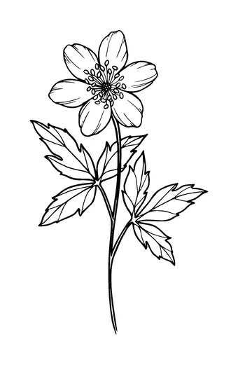 Anemone Flower Tattoo Meaning, PNG and SVG