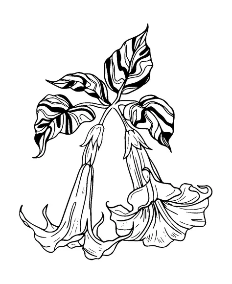 Angels Trumpet Flower Tattoo Meaning, PNG and SVG