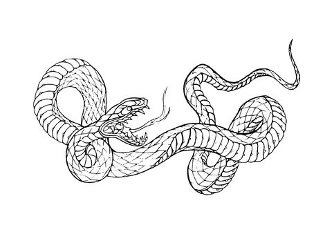 Angry Snake Turning Around Tattoo Meaning, PNG and SVG