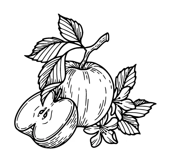 Apples Tattoo Meaning, PNG and SVG