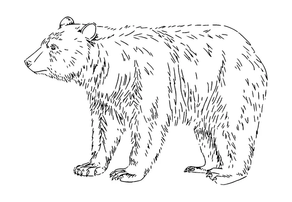 Bear Drawing Simple Tattoo Meaning, PNG and SVG