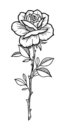 Beautiful Rose Tattoo Meaning, PNG and SVG