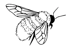 Bee Tattoo Meaning, PNG and SVG