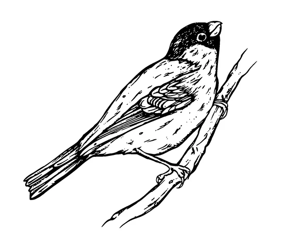 Bird Drawing Tattoo Meaning, PNG and SVG