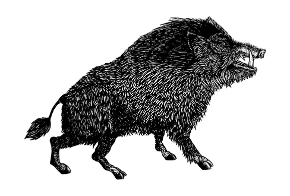 Boar Wild Pig Detailed Drawing Tattoo Meaning, PNG and SVG