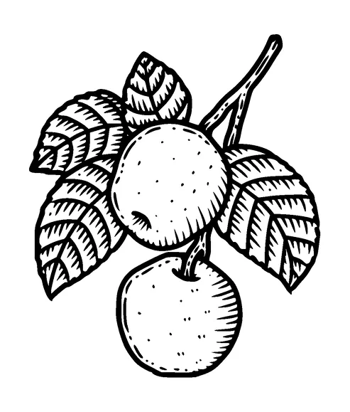 Branch Apples Tattoo Meaning, PNG and SVG