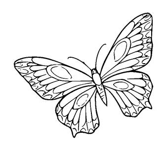 Butterfly Tattoo Meaning, PNG and SVG