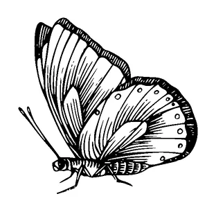 Butterfly Tattoo Meaning, PNG and SVG