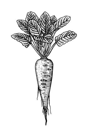 Carrots Drawing Tattoo Meaning, PNG and SVG