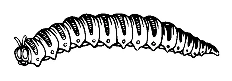 Caterpillar Tattoo Meaning, PNG and SVG