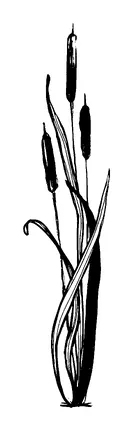 Cattails Plant Tattoo Meaning, PNG and SVG