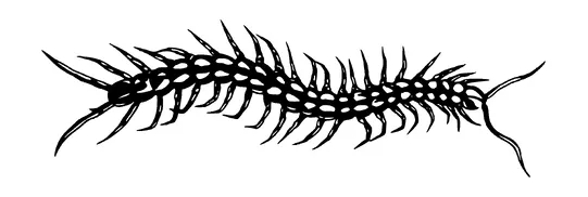 Centipede Tattoo Meaning, PNG and SVG