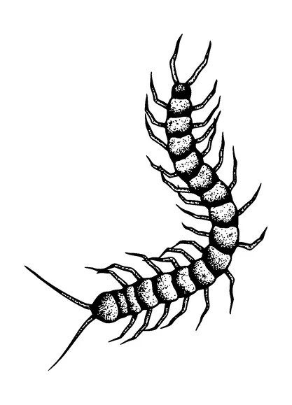 Centipede Dotted Tattoo Meaning, PNG and SVG