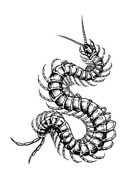 Centipede Drawing Tattoo Meaning, PNG and SVG