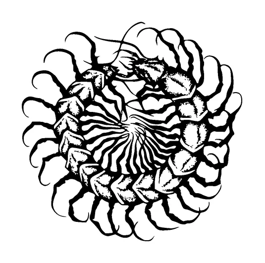 Centipede In Circle Tattoo Meaning, PNG and SVG