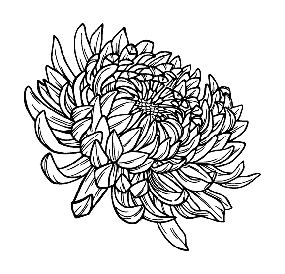 Chrysanthemum Flower Tattoo Meaning, PNG and SVG