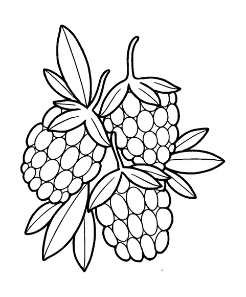 Cluster Of Blackberries Tattoo Meaning, PNG and SVG