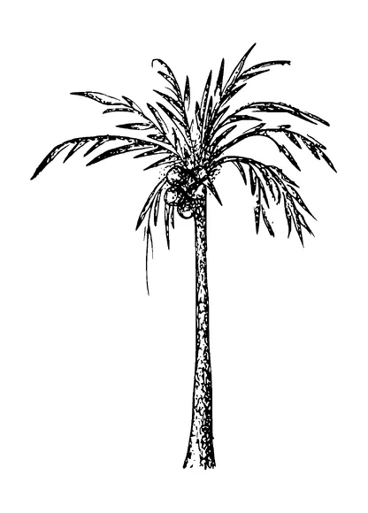 Coconut Tree Tattoo Meaning, PNG and SVG