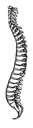 Column Bone Tattoo Meaning, PNG and SVG