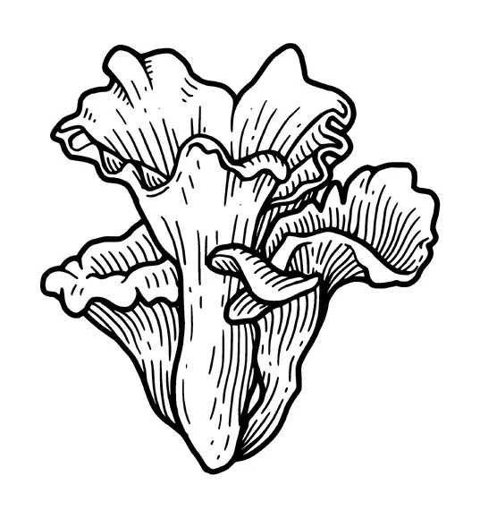 Coral Mushroom Tattoo Meaning, PNG and SVG