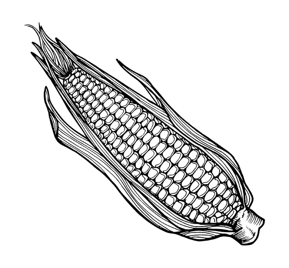 Corn Drawing Tattoo Meaning, PNG and SVG