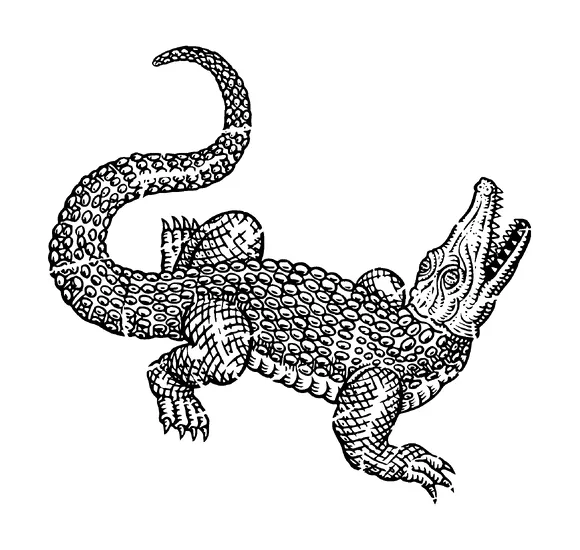 Crocodile Drawing Tattoo Meaning, PNG and SVG