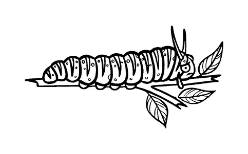 Crying Caterpillar Tattoo Meaning, PNG and SVG