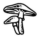 Cute Mushrooms Tattoo Meaning, PNG and SVG