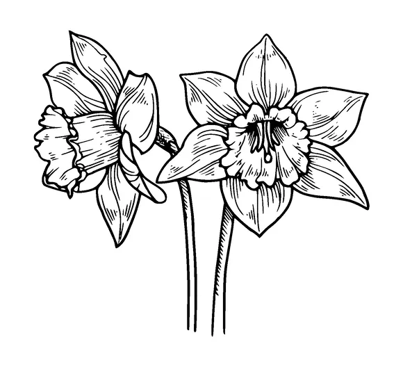 Daffodils Flower Tattoo Meaning, PNG and SVG