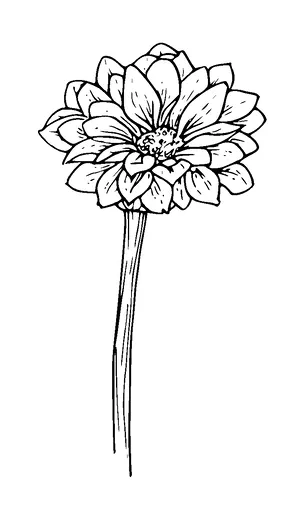 Dahlia Flowers Tattoo Meaning, PNG and SVG