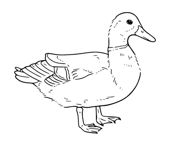 Duck Drawing Tattoo Meaning, PNG and SVG