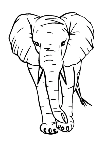 Elephant From Front Tattoo Meaning, PNG and SVG