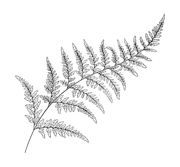 Fern Leaves Tattoo Meaning, PNG and SVG