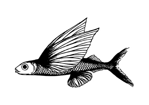 Fish With Wings Bait Tattoo Meaning, PNG and SVG