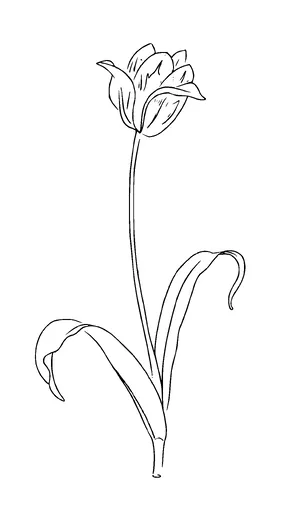 Flower Tattoo Meaning, PNG and SVG