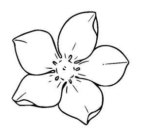 Flower Tattoo Meaning, PNG and SVG