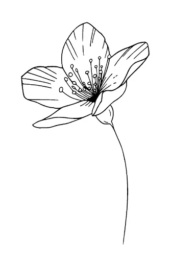 Flower Tattoo Meaning, PNG and SVG