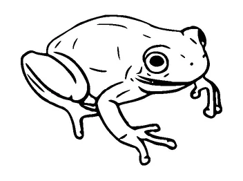 Frog Tattoo Meaning, PNG and SVG