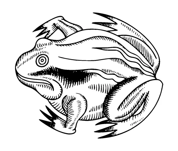 Frog Tattoo Meaning, PNG and SVG