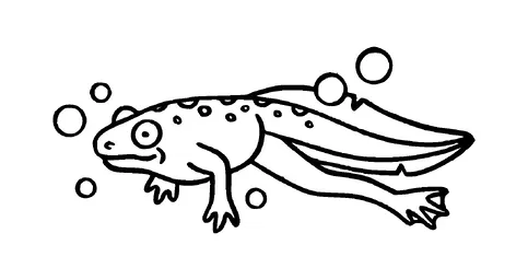 Frog Swimming Tattoo Meaning, PNG and SVG