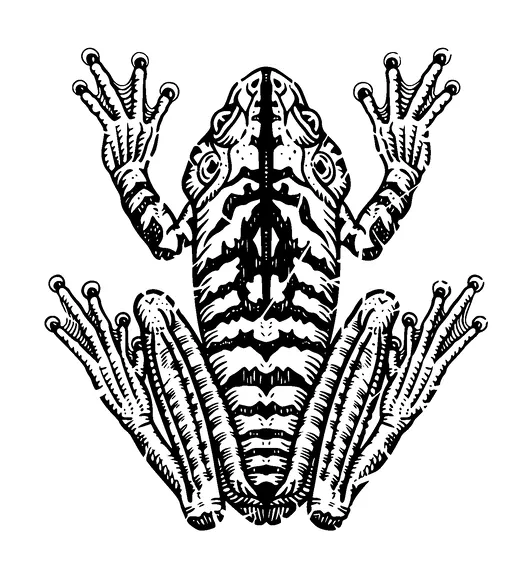 Frog Top View Tattoo Meaning, PNG and SVG