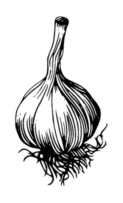 Garlic Tattoo Meaning, PNG and SVG