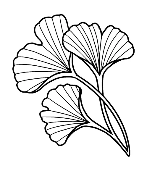 Ginkgo Tree Leaves Tattoo Meaning, PNG and SVG