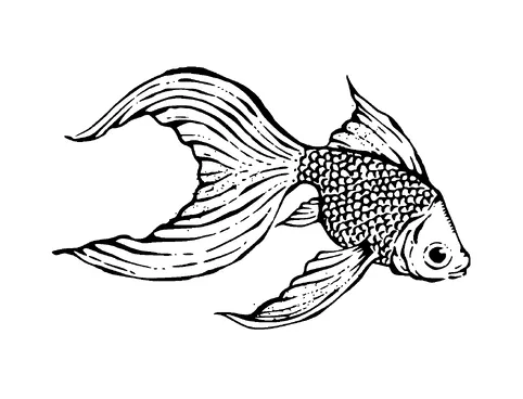 Gold Fish Big Tail Tattoo Meaning, PNG and SVG