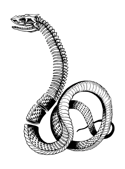 Half Skeleton Snake Tattoo Meaning, PNG and SVG