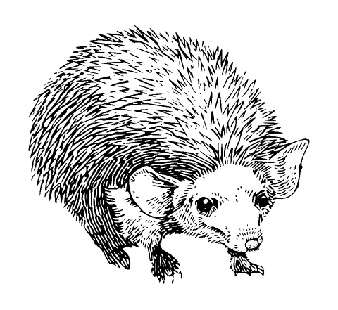 Hedgehog Drawing Tattoo Meaning, PNG and SVG