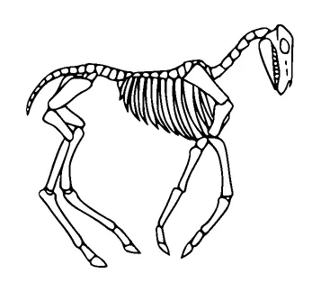 Horse Skeleton Tattoo Meaning, PNG and SVG